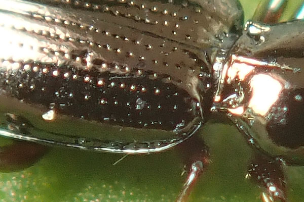 Carabidae: ancora una Metallina... M. lampros